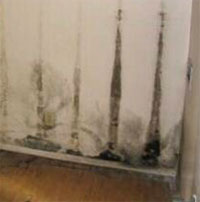 Manhattan Mold Remediation